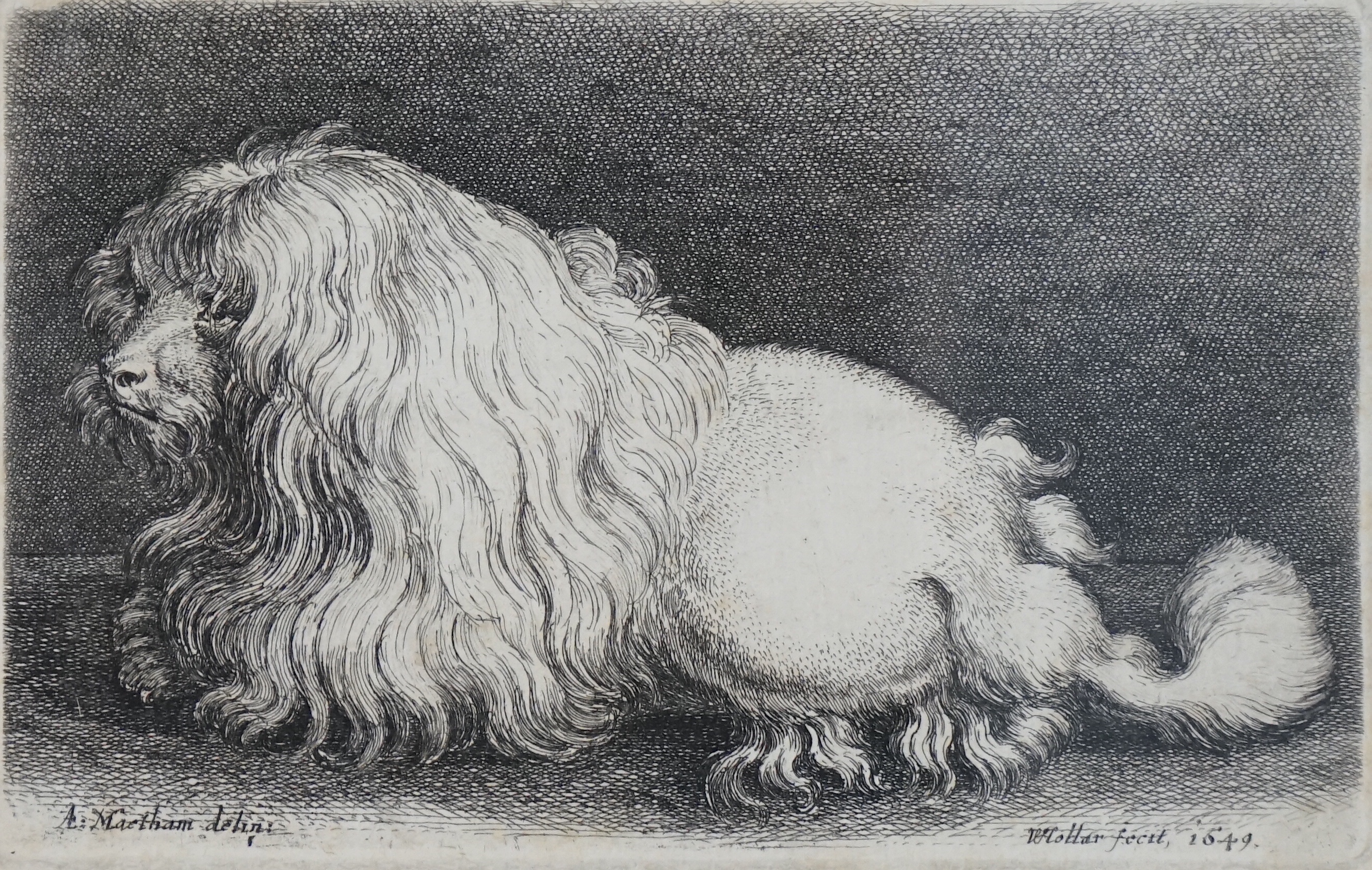 Wenceslaus Hollar Von Prachna (1607-1677), 'The Bolognese Terrier', etching, 8 x 12.5cm